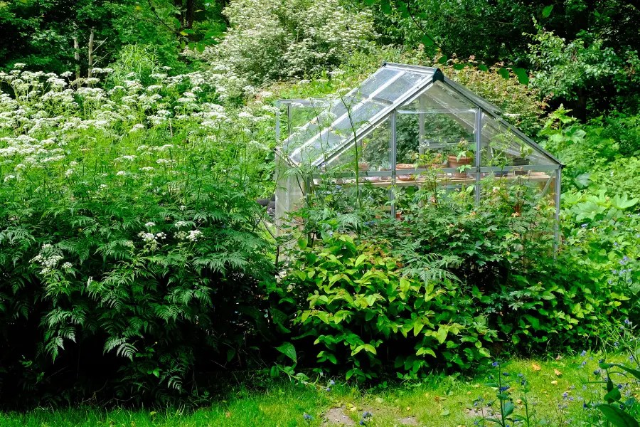Garden clearance in progress
