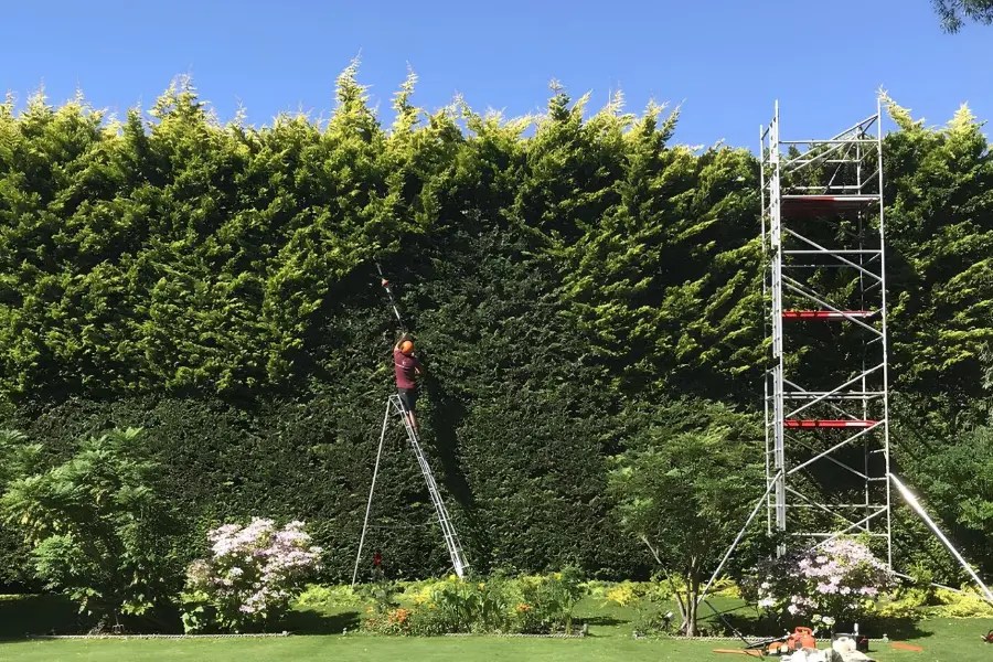 Hedge trimming and cutting