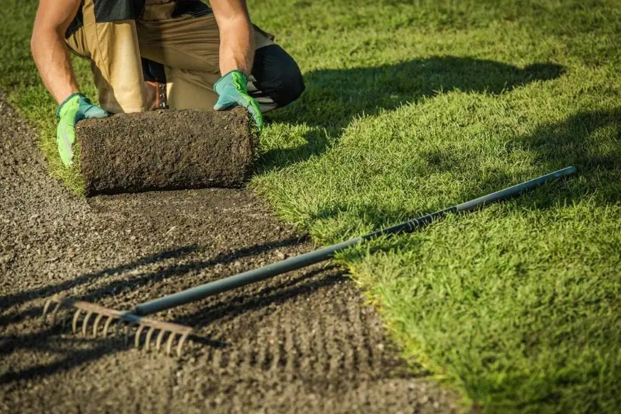 Turfing a new lawn