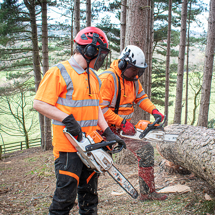 Tree surgery and tree care